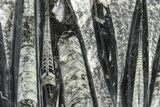 Polished Fossil Orthoceras (Cephalopod) Plate - Morocco #372644-1